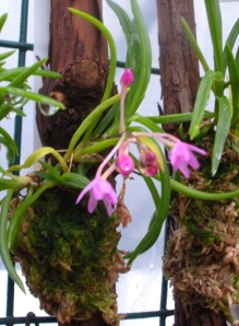 teeny orchid
