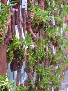 wall of tiny orchids on bark